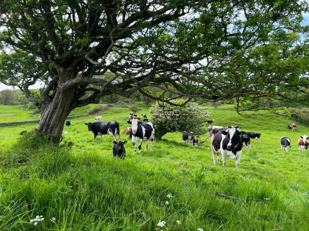 Scottish cows grazing