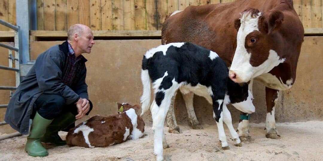 Fine Cheesemakers of Scoltand- The Ethical Dairy- David Finlay with cows and calves